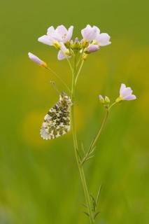 Orange tip (Anthocharis cardamines), Rhineland-Palatinate, Germany, Europe
