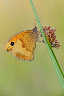 Meadow Brown (Maniola jurtina), sideways