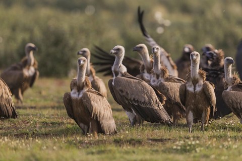 Griffon vulture (Gyps fulvus), Spain, Europe