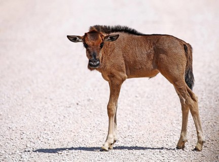 Very young wildebeest, Etosha, Namibia, very young wildebeest, Etosha, Namibia, Africa