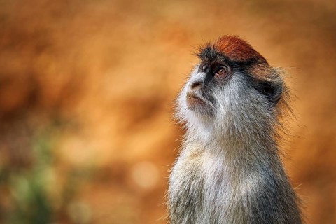 Patas Monkey (Erythrocebus patas pyrrhonotus), Murchison Falls National Park Uganda
