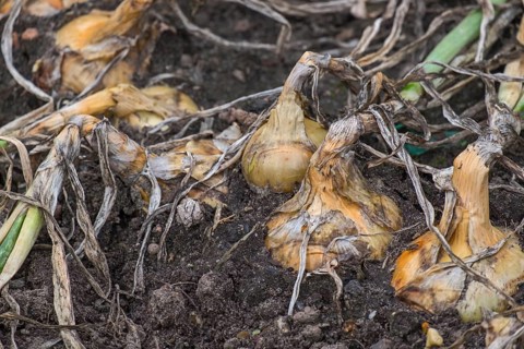 Common onions (Allium cepa), in a bed, onion harvest, Münsterland, North Rhine-Westphalia, Germany,