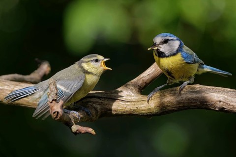 Blue tit being fed