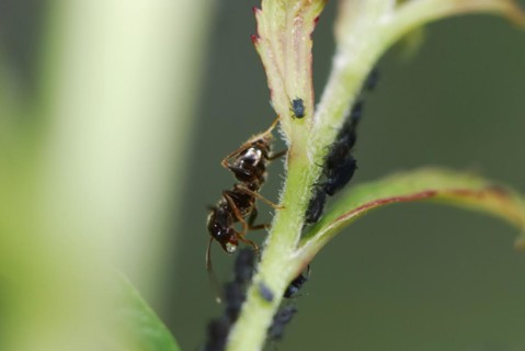 Ant and lice on a plant stem