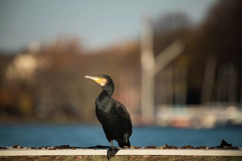 Great cormorant (Phalacrocorax carbo), Alster, Hamburg, Germany, Europe