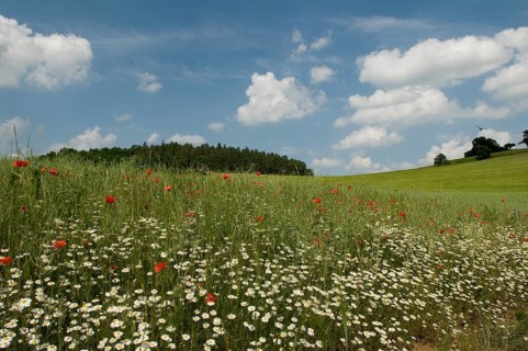 Grain field with field margin