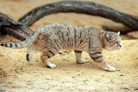 Sand Cat (felis margarita), Adult