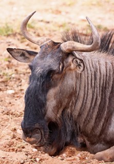 Streifengnu, blue wildebeest (Connochaetes taurinus), S