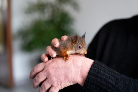 Eurasian red squirrel (Sciurus vulgaris), practical animal welfare, animal on hand in a wildlife