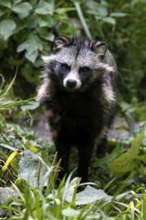Tanuki