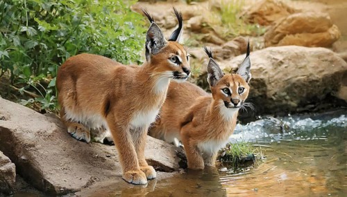 AI generated, animal, animals, mammal, mammals, biotope, habitat, two, female, juvenile, foraging,