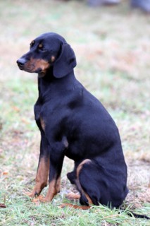 Brandlbracke at a hunting dog training course