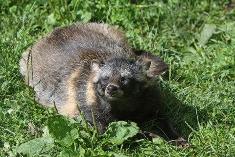 Tanuki