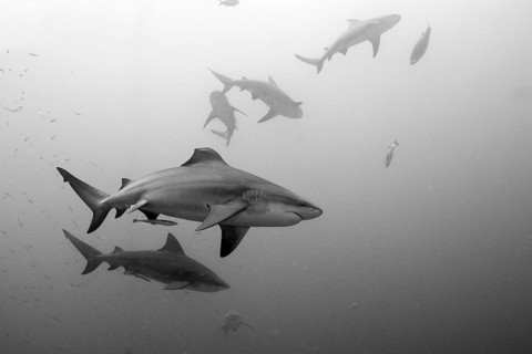 Bull sharks, Carcharhinus leucas, Beqa Lagoon, Viti Levu, Fiji, Oceania