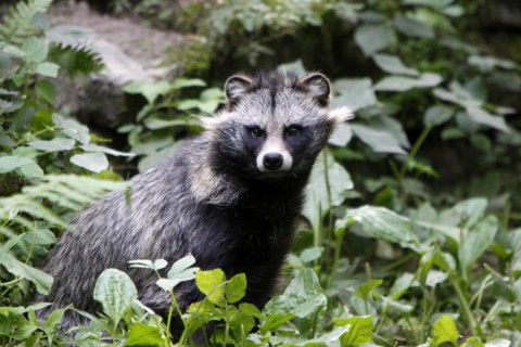 Tanuki