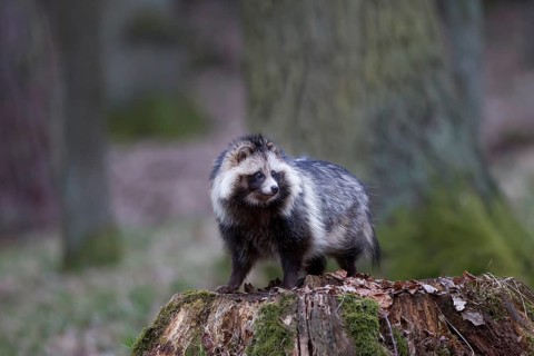 Marderhund, Nyctereutes procyonoides, common raccoon dog