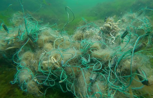 Lost fishing net lies on seabed in green algae Ulva on bright sunny day in sun glare in Black sea,