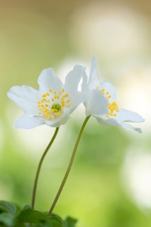 Anemone