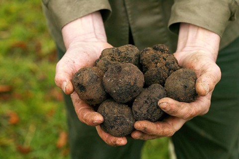 Black truffle (tuber melanosporum), Perigord truffle, Perigord truffle, Perigord truffle, Black