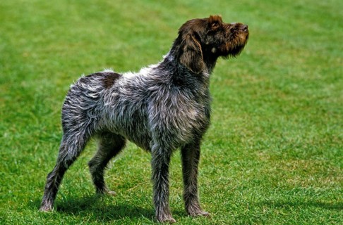 Korthaler dog or wirehaired Griffon, dog standing on lawn