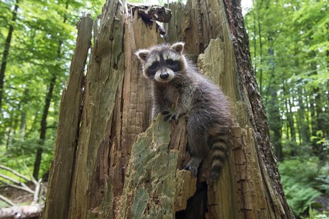 Raccoon (Procyon lotor) , Young animal, Lower Saxony, Germany, Europe