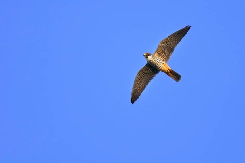 Eurasian hobby (Falco subbuteo) exempted, Lower Saxony, Germany, Europe