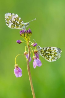 Orange tip (Anthocharis cardamines) , Cuckoo flower (Cardamine pratensis) , on , Lower Saxony,