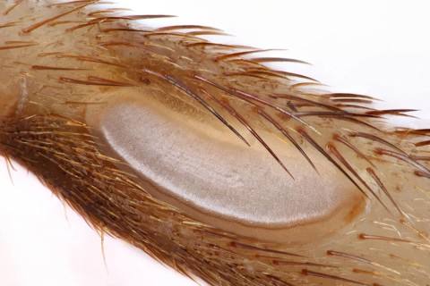 Tympanal organ (auditory organ) of a cricket (Gryllidae)