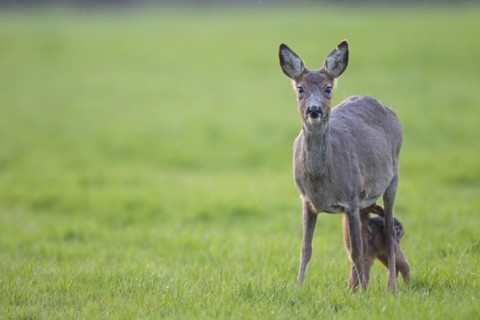 Doe during change of coat suckles her fawn (European Roe (Capreolus capreolus) Deer), Roe Deer doe