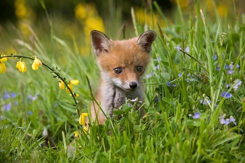 RED FOX (vulpes vulpes), PUP WITH FLOWERS, NORMANDY IN FRANCE