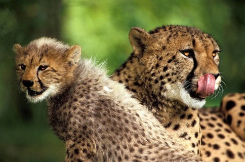Cheetah (acinonyx jubatus), Mother and Cub, Licking its Nose, Masai Mara Park in Kenya