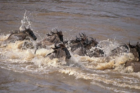 Blue Wildebeest (connochaetes taurinus), Herd crossing Mara River during Migration, Masai Mara Park