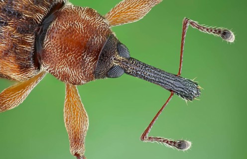 4 mm small weevil (Dorytomus)