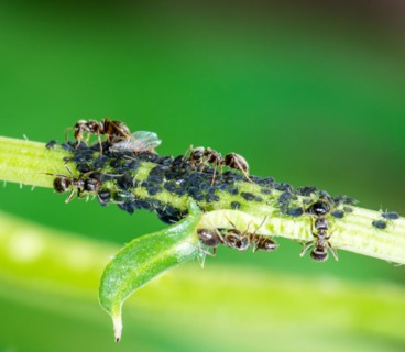 Lice and Ants on the stem of a flower