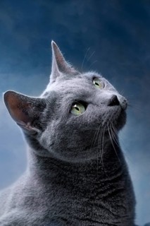Portrait of a Russian Blue Pedigree Cat