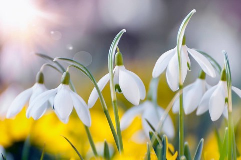 Blooming snowdrops and winter aconites in early spring, backlit, close-up. Blooming snowdrops and