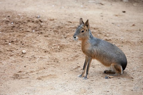 Mara, Dolichotis patagonum, Patagonian cavy, big rodent, relative of guinea pig, common in