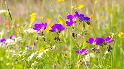 Mountain meadows in spring, spring flower meadows in mountains in many colours