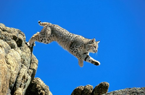 BOBCAT (lynx rufus), ERWACHSENER SPRINGT VOM FELSEN, KANADA