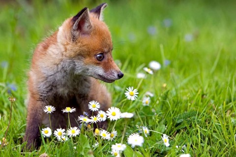 RED FOX (vulpes vulpes), CUB WITH DAISIES, NORMANDY