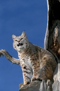 BOBCAT (lynx rufus), ADULT STANDING ON DEAD TREE, LOOKING OUT, CANADA