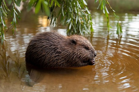 European beaver (Castor fiber), juvenile, Rosenheim, Bavaria, Germany, Europe