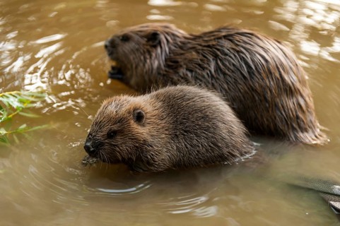European beaver (Castor fiber) with young, Rosenheim, Bavaria, Germany, Europe