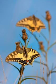 Swallowtail (Papilio machaon) North Rhine-Westphalia, Germany, Europe