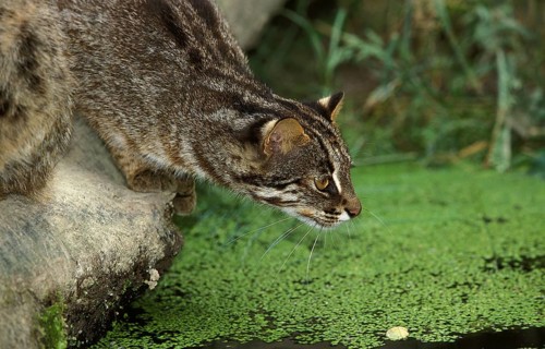 LEOPARD CAT (prionailurus bengalensis), ERWACHSENER AUF DER SUCHE NACH BEUTETEN IN EINEM WASSERLOCH