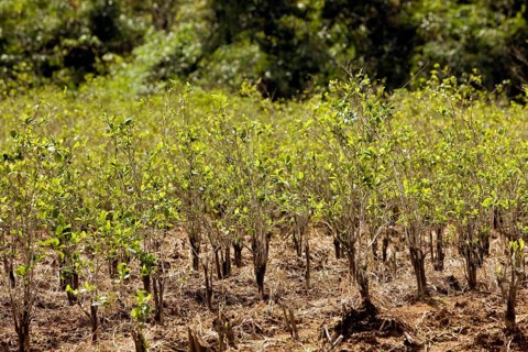 COCA-PLANTAGE (erythroxylum coca), COCAIN-producing LEAVES, PERU
