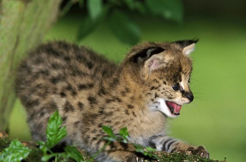 Serval (leptailurus serval), Cub