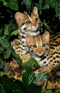 LEOPARD CAT (prionailurus bengalensis), YOUNGS