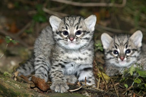 Geoffroy's cat, oncifelis geoffroyi, kitten