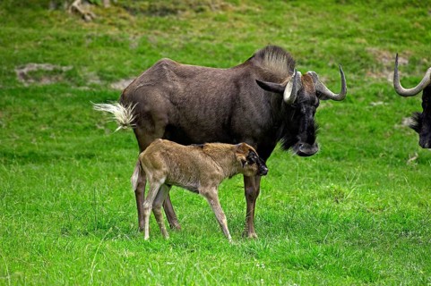 Black Wildebeest (connochaetes gnou), Female with Calf on Grass